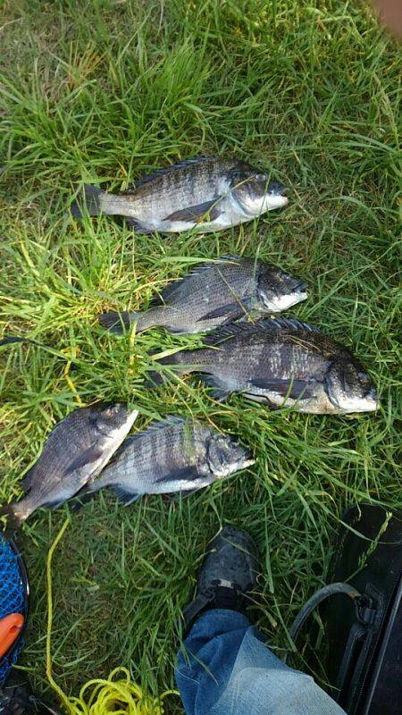 のっこみ終わりのチヌ状況