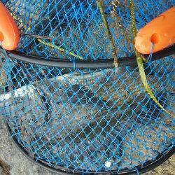 初夏のフカセ釣り