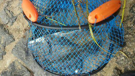 初夏のフカセ釣り