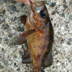 ショアジギ　難しい