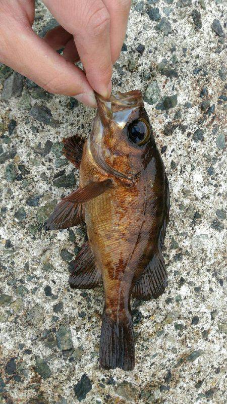 ショアジギ　難しい