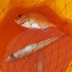 大潮の干潮ファイト(๑•̀ㅂ•́)و✧