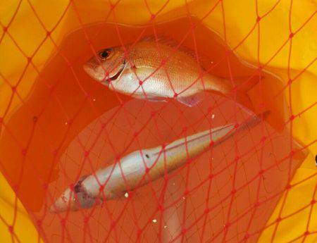 大潮の干潮ファイト(๑•̀ㅂ•́)و✧