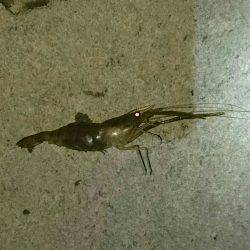 手長エビ