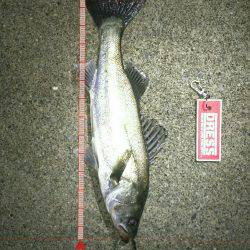 ナイトシーバス