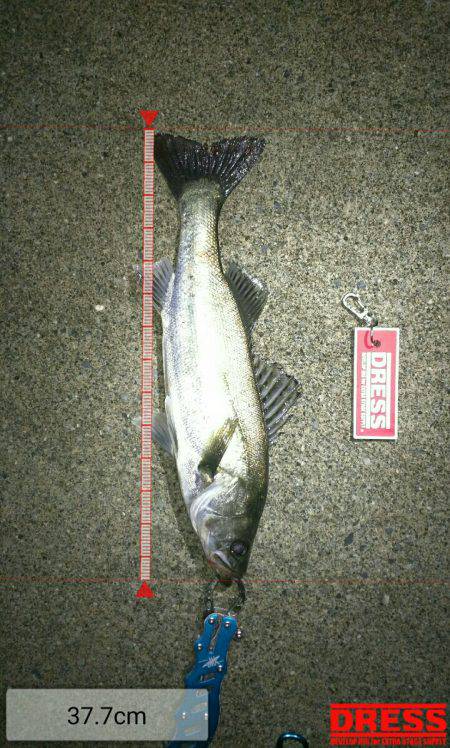 ナイトシーバス