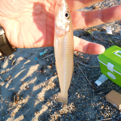 チョイ投げのキス釣り