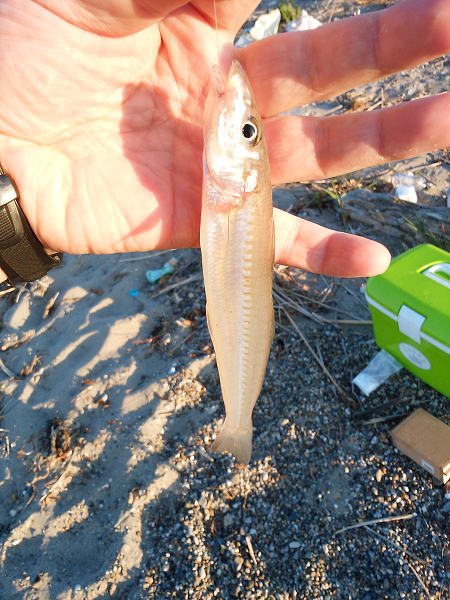 チョイ投げのキス釣り