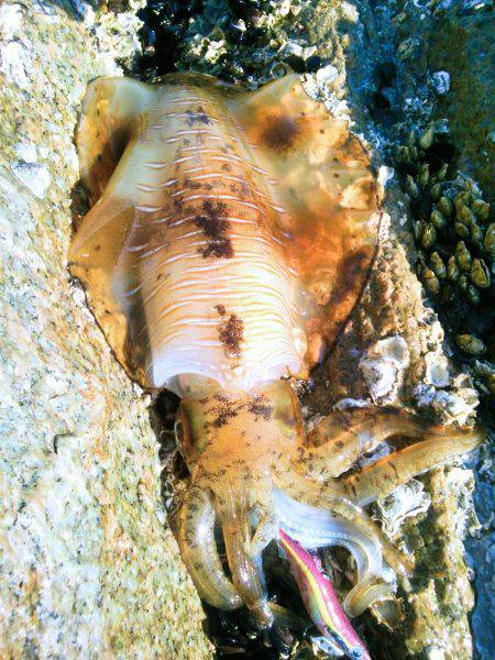 やっとキャッチ出来ました！