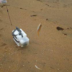 丹後サーフでチョイ投げ(小型が多かったなぁ～)