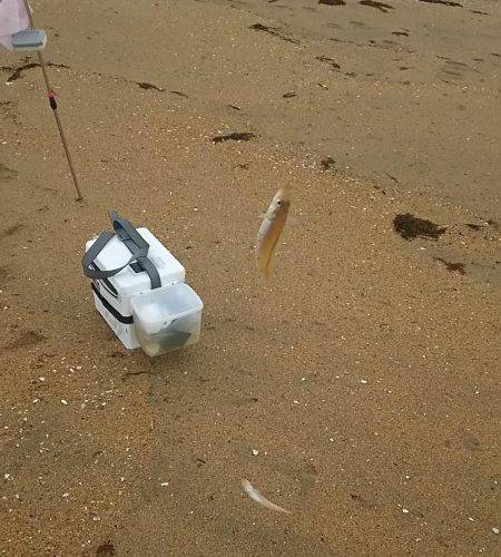 丹後サーフでチョイ投げ(小型が多かったなぁ…