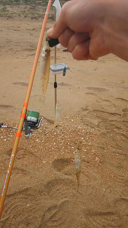 丹後でキス釣り(小型多し)