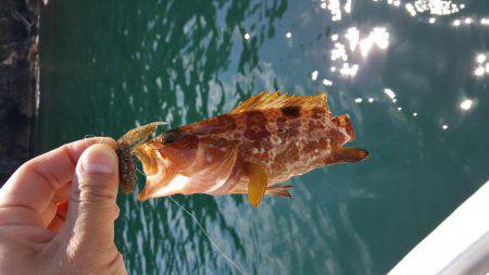 ボートヤエン・エギング・ロックフィッシュ釣…