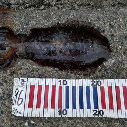 シーズン終盤戦