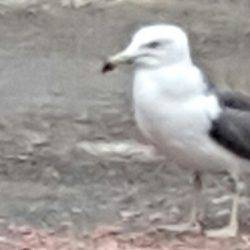 春アオリ釣れない