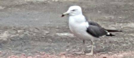 春アオリ釣れない