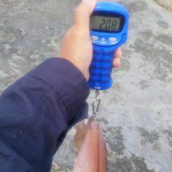 レッドモンスター