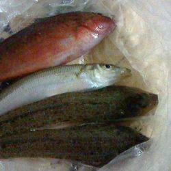 投げつり 渋かった