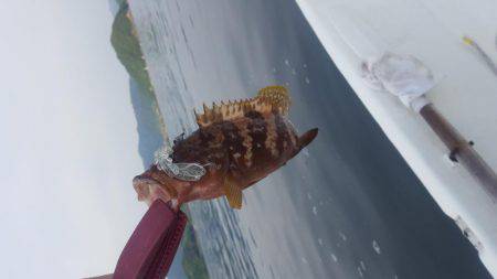 ボートエギング、ボートロック