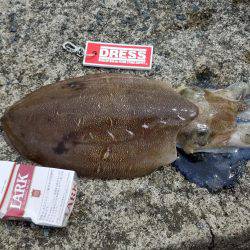 朝まづめ釣行。