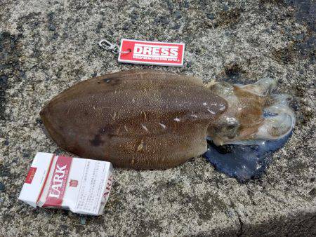 朝まづめ釣行。