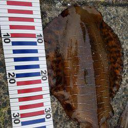 アオリイカも、そろそろ終わりかも。