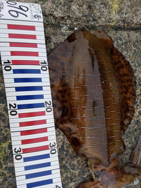 アオリイカも、そろそろ終わりかも。