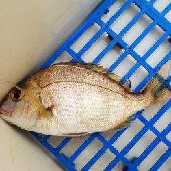 久しぶりの釣り