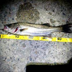 少し小さいけど釣れて良かった