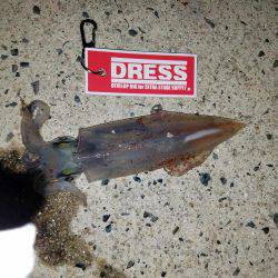 真夜中の釣行。ライトエギング