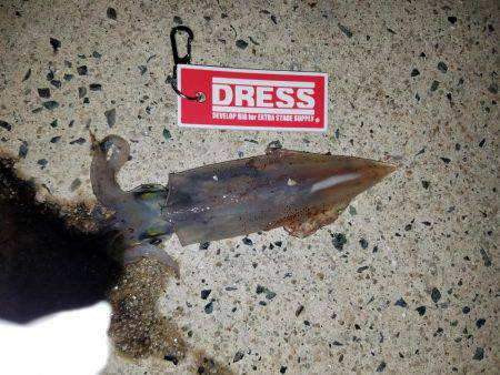 真夜中の釣行。ライトエギング