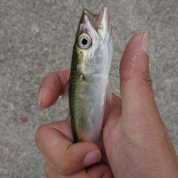 南芦屋浜ベランダ