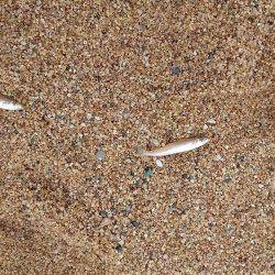 チョイ投げ　キス快釣♪