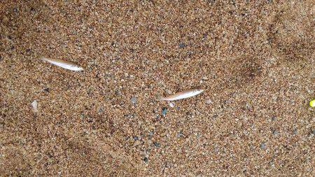 チョイ投げ　キス快釣♪