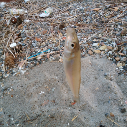 明石川河口サーフでチョイ投げのキス