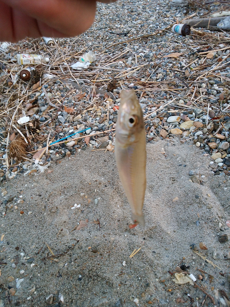明石川河口サーフでチョイ投げのキス