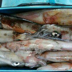 根魚＆イカメタル