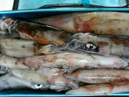 根魚＆イカメタル