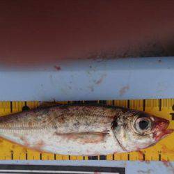 いてくれました。