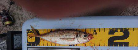 いてくれました。