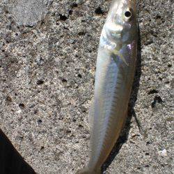 キス釣れるかな