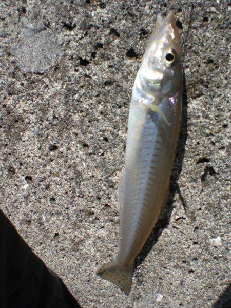 キス釣れるかな