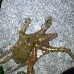 またまた釣れた