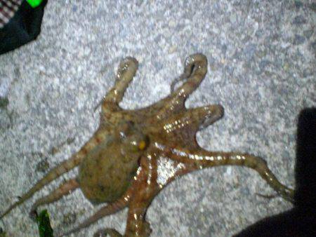 またまた釣れた