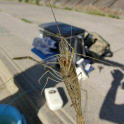 初めての手長エビ