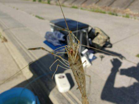 初めての手長エビ