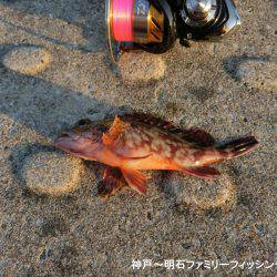 ジグヘッドがいくらあっても足りない