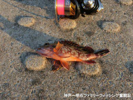 ジグヘッドがいくらあっても足りない