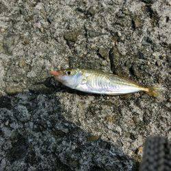 林崎漁港に豆アジが来たーっ‼