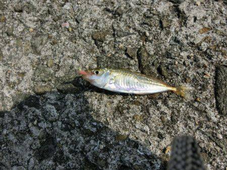 林崎漁港に豆アジが来たーっ‼